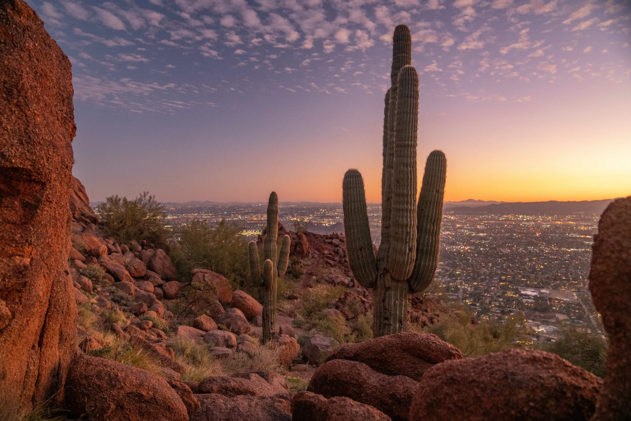Saguaro Cactus on Camelback Mountain with Phoenix Skyline.