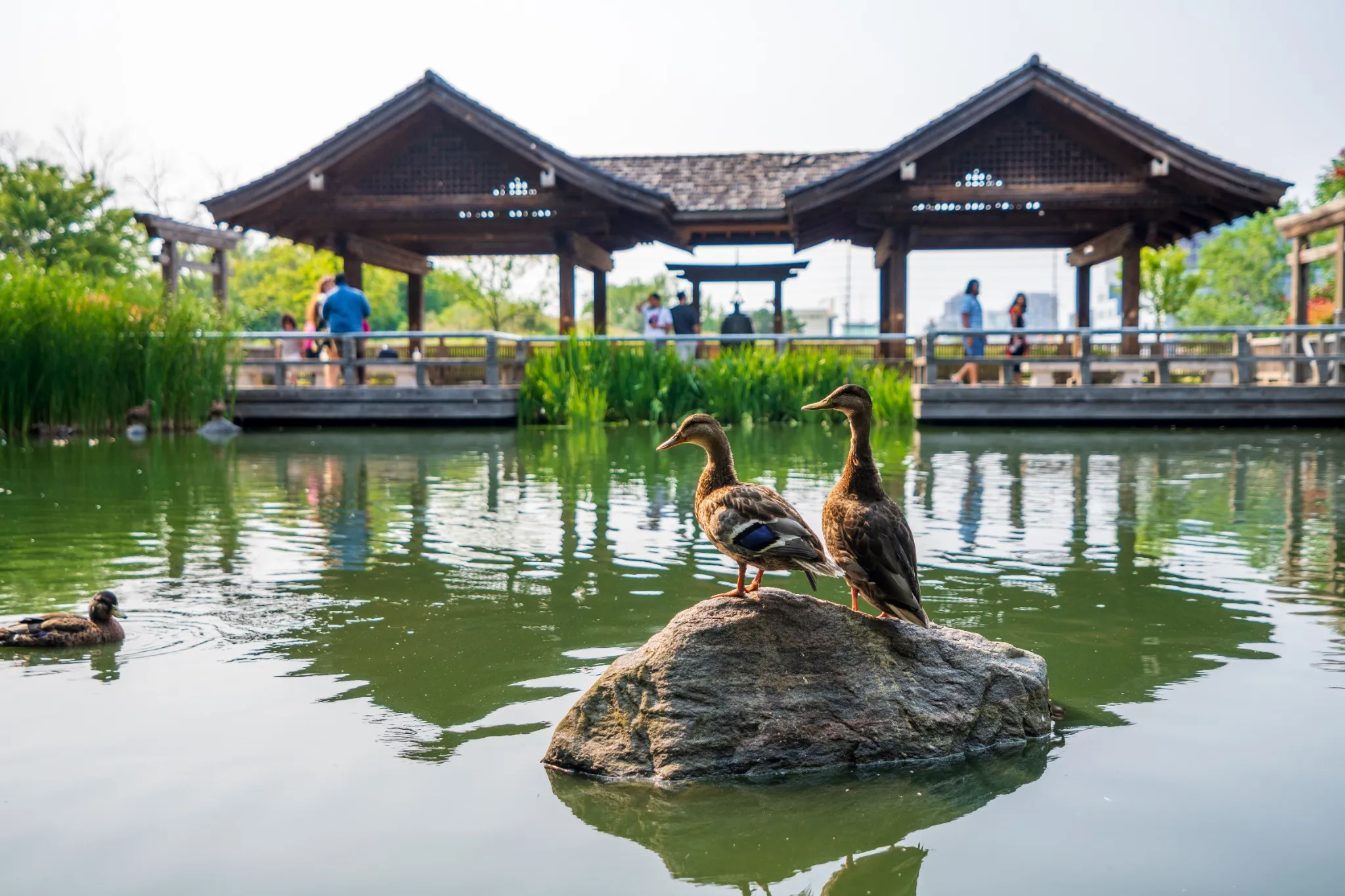 Kariya Park Pavilion pond. A Japanese garden located in downtown Mississauga, Ontario, Canada.