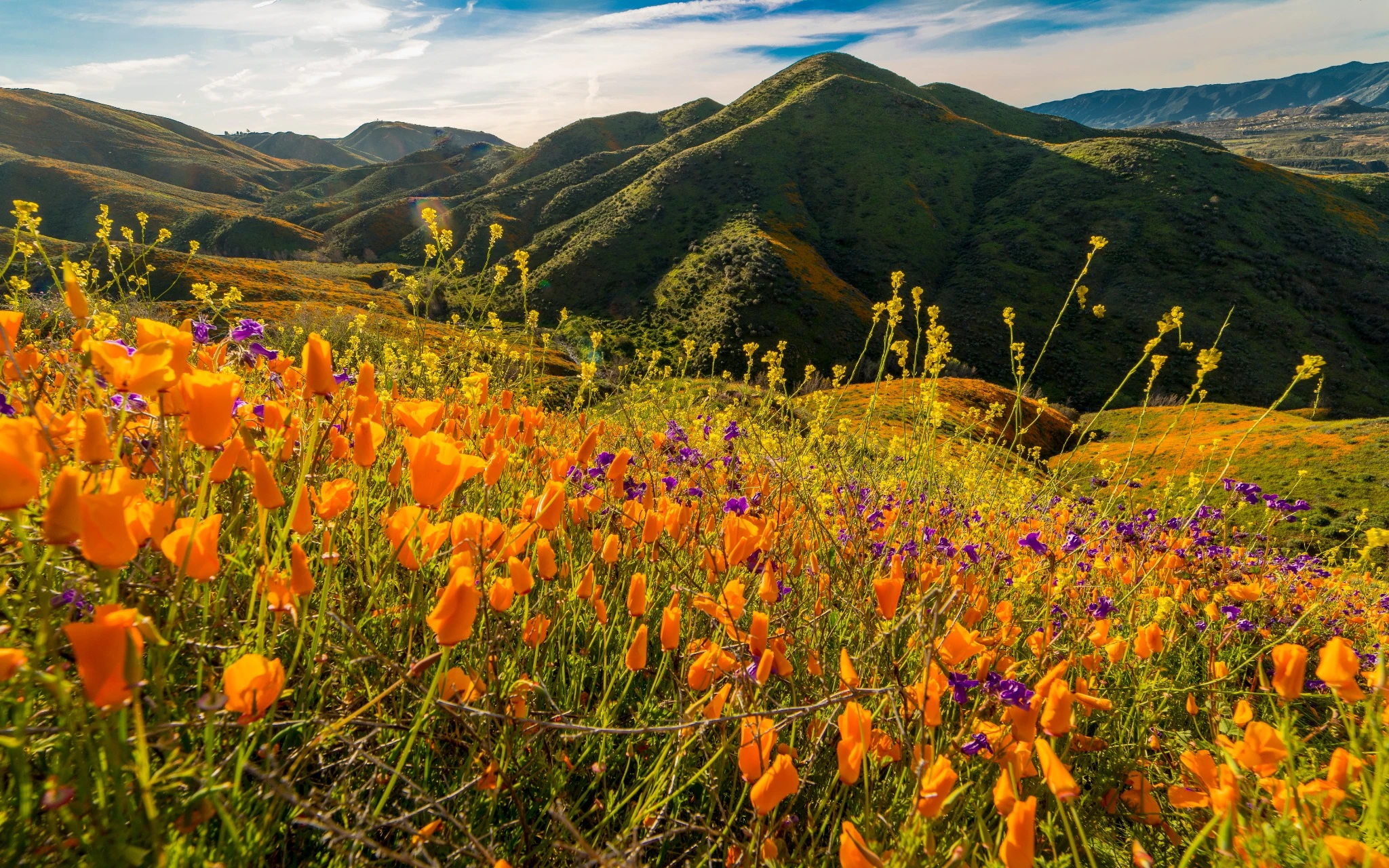 Field of poppies in the hills of southern California