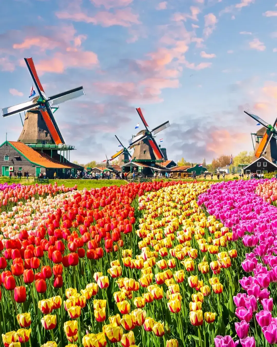 Landscape with tulips in Zaanse Schans, Netherlands, Europe