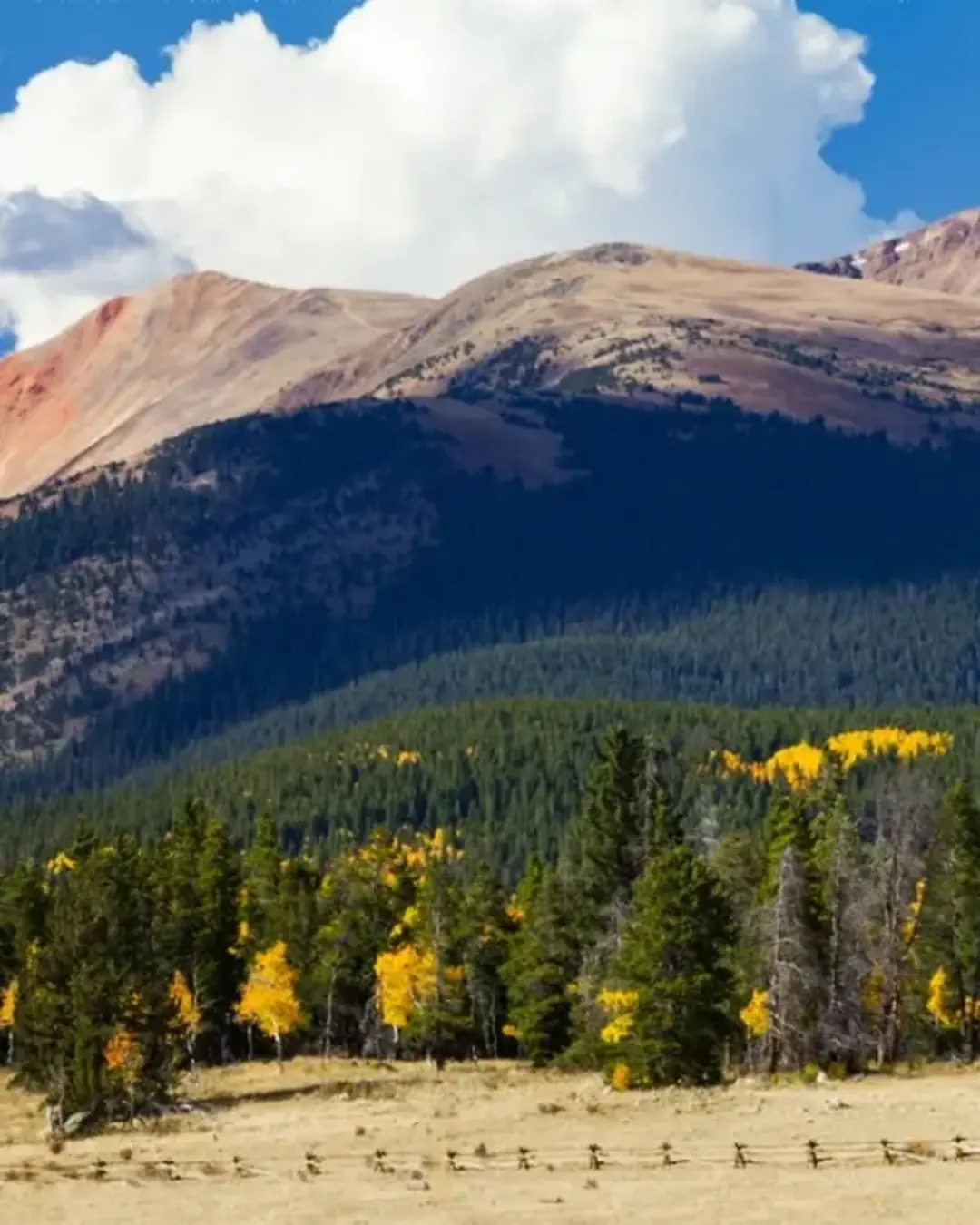 Fall aspens in front of Rocky mountain peaks in Colorado