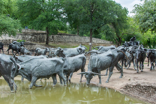 Cattle Crossing a Pond
