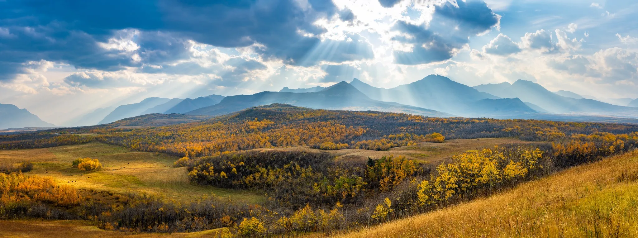 Vast prairie and forest in beautiful autumn sunlight on mountains. Fall color landscape background. Waterton Lakes National Park, Alberta, Canada.