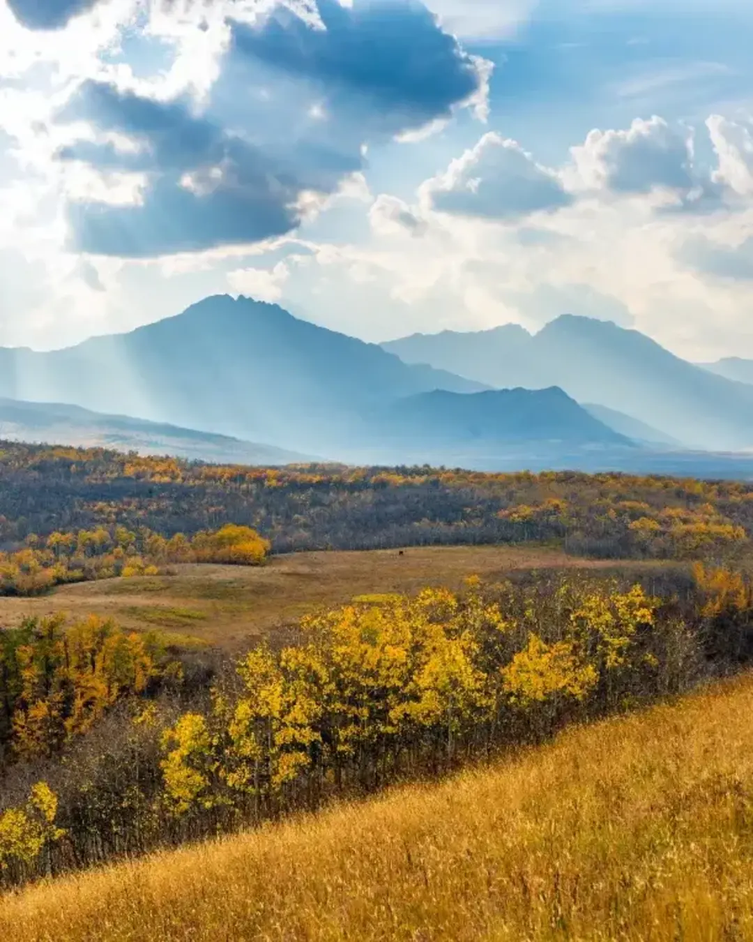 Vast prairie and forest in beautiful autumn sunlight on mountains. Fall color landscape background. Waterton Lakes National Park, Alberta, Canada.