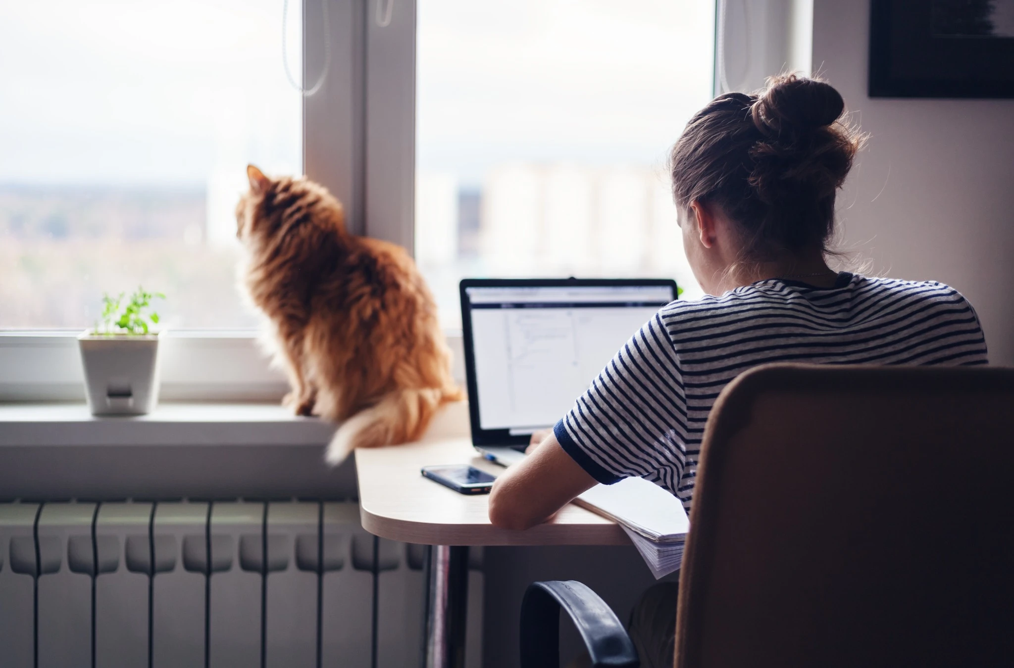Girl student freelancer working at home on a task, the cat is sitting on the window.