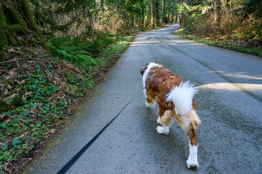 Saint Bernard dog walking on leash down a trail in Redmond, WA