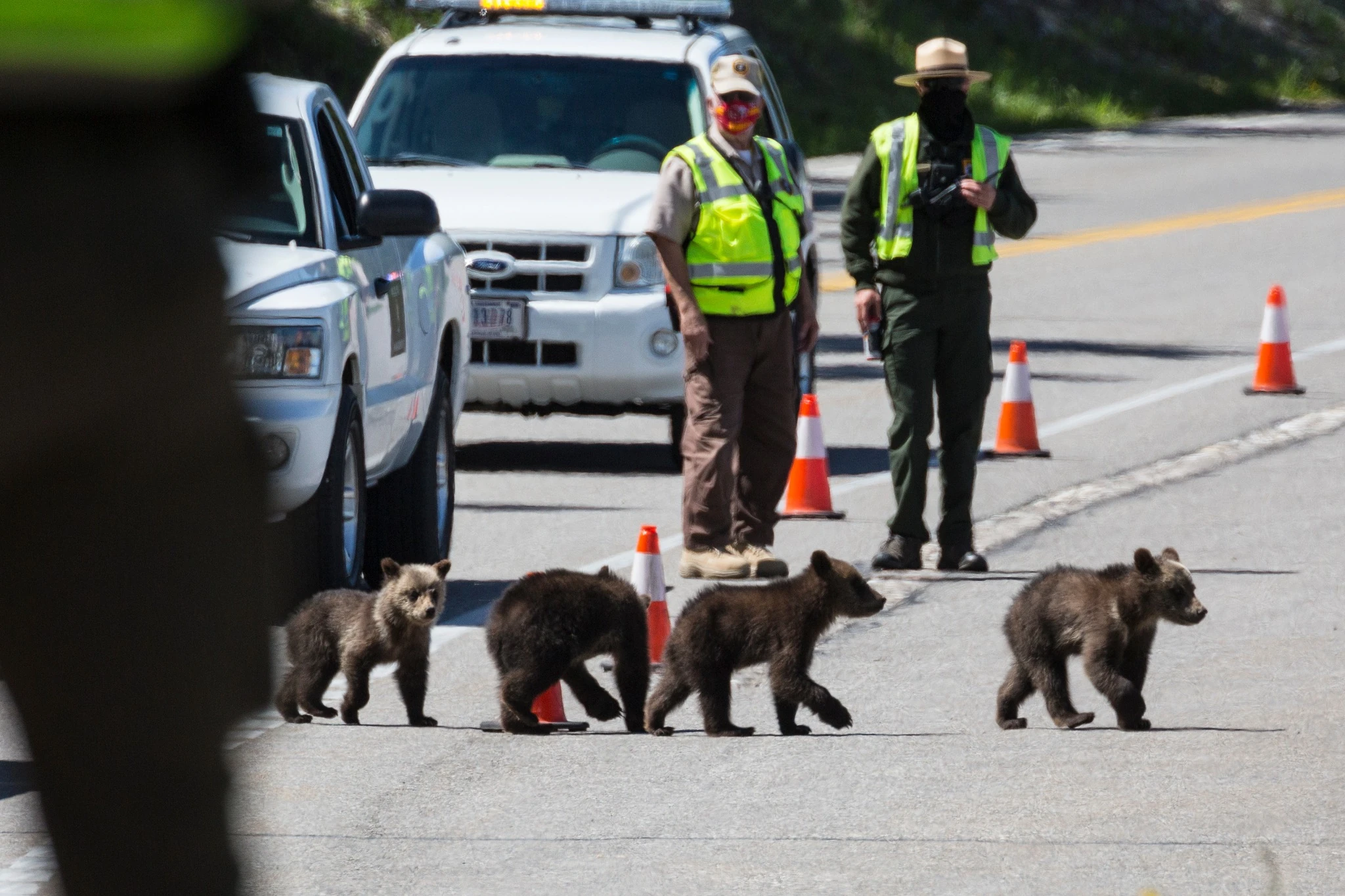 The famous grizzly bear 399 and her four cubs cross the road in Grand Teton National Park under safe watch by park rangers..
