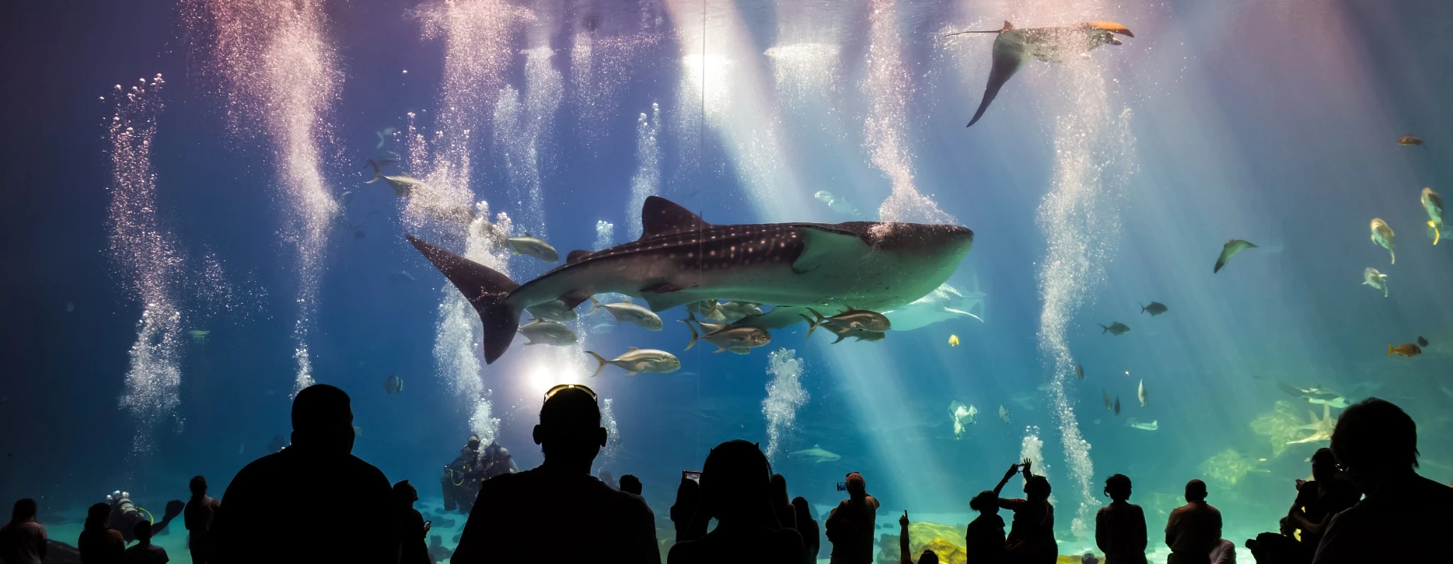 Sharks and fish in an aquarium