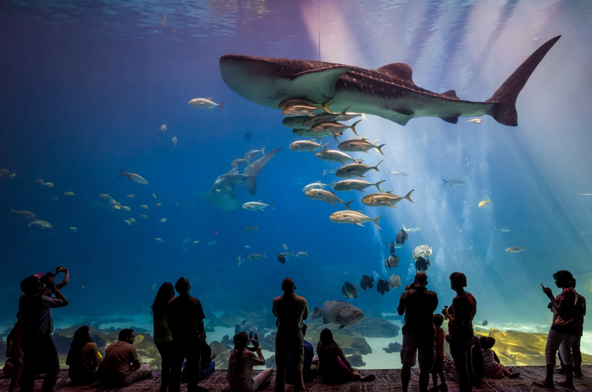 Interior of Georgia Aquarium with the people.