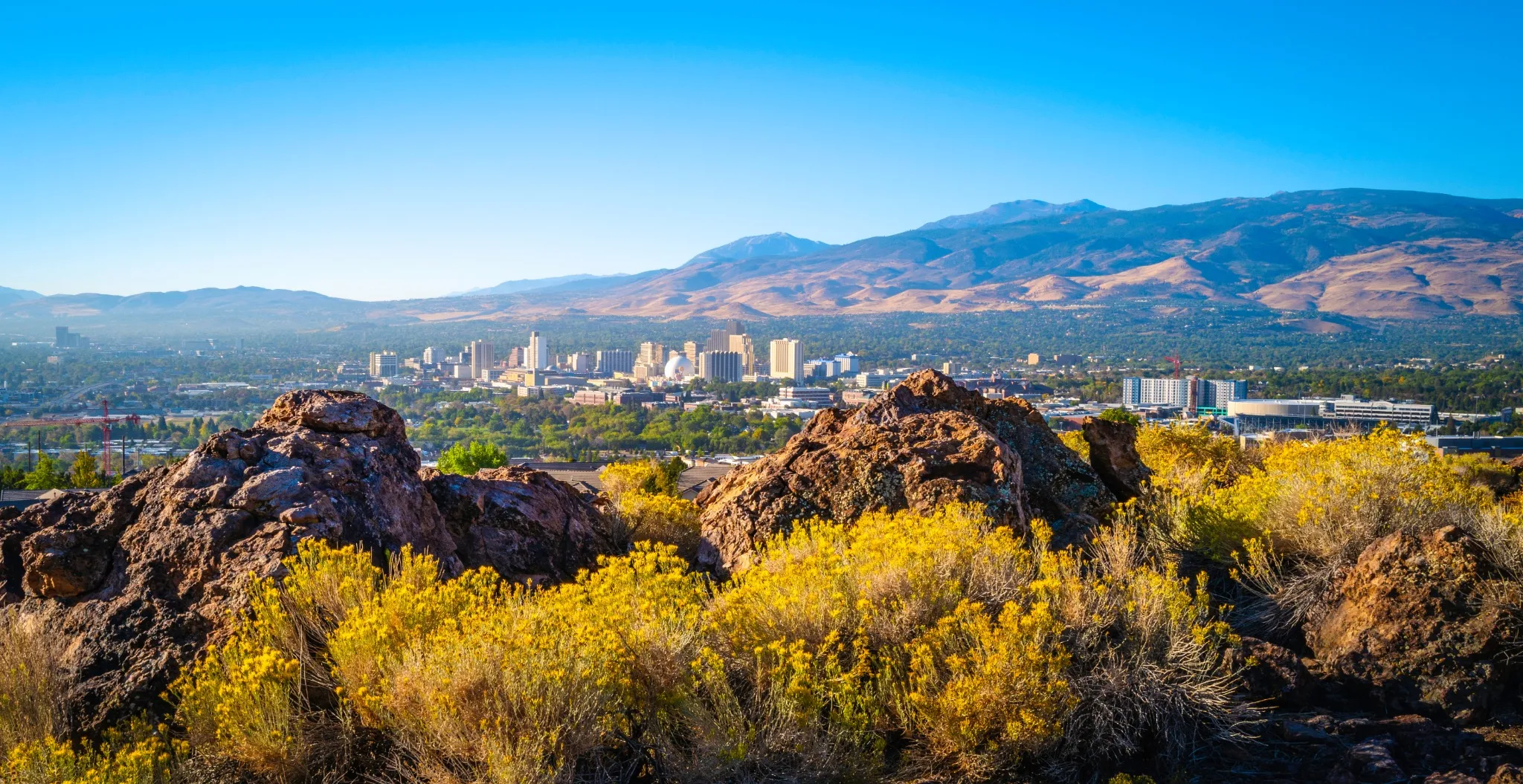 Reno autumn city skyline over Nuttall’s Rayless-Goldenrod flowers and red rock hill in the state capital of Nevada