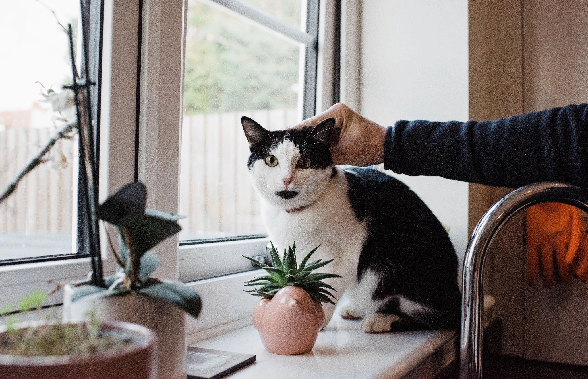 persons hand stroking a cat that is staring at the camera at home.
